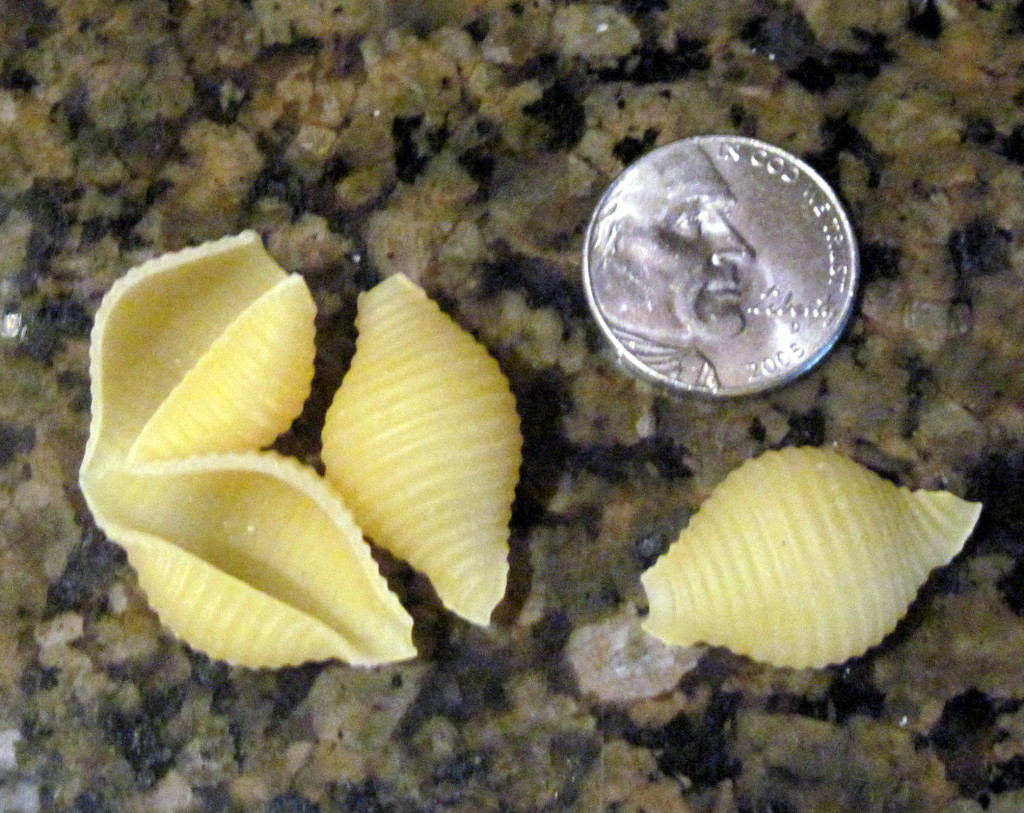 Easy Recipe with Sea Shell Pasta