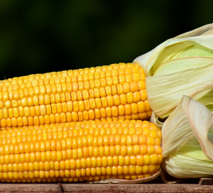 Easy Ways to Cook Fresh Corn on the Cob - Cooking for the Holidays