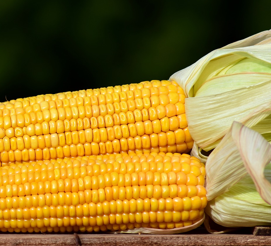 How to Cook Corn on the Cob